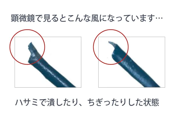 顕微鏡で見るとこんな風になっています…、ハサミで潰したり、ちぎったりした状態