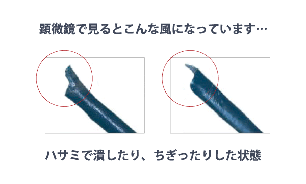顕微鏡で見ると、このように「潰れたり、ちぎったりしたような」状態になっているのです。